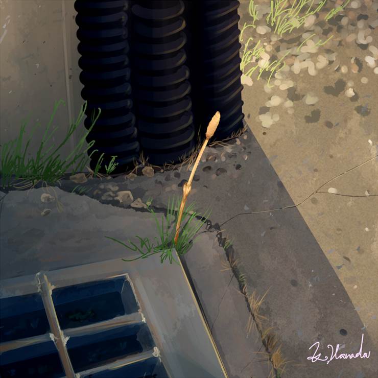 original, spring, Tsukushi, scenery