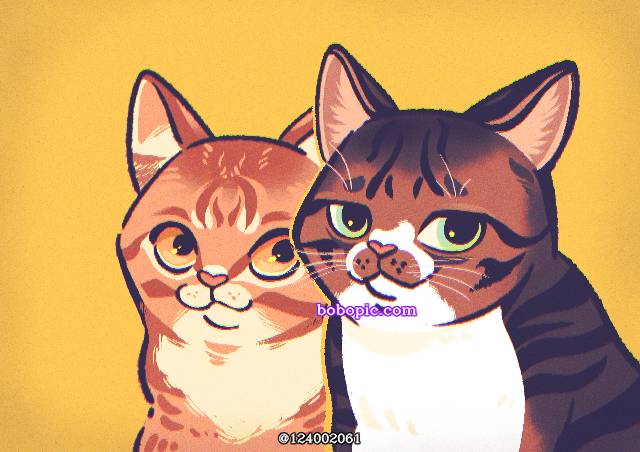 cat,猫图片