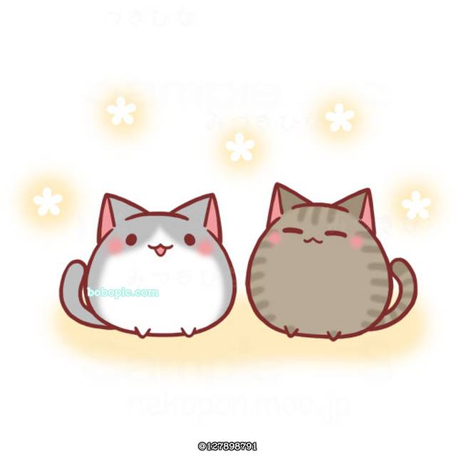 猫图片