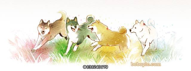 shiba inu, 狗, 动物