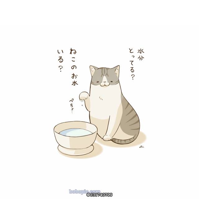 原创, cat, cute cat