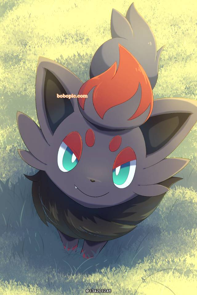 精灵宝可梦, 野兽, zorua, 卧槽这个狐狸好可爱