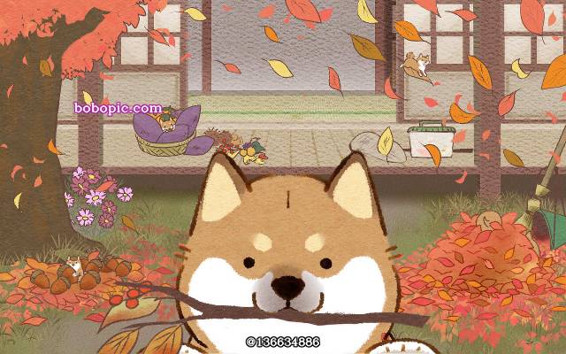 shiba inu, 狗, 动物