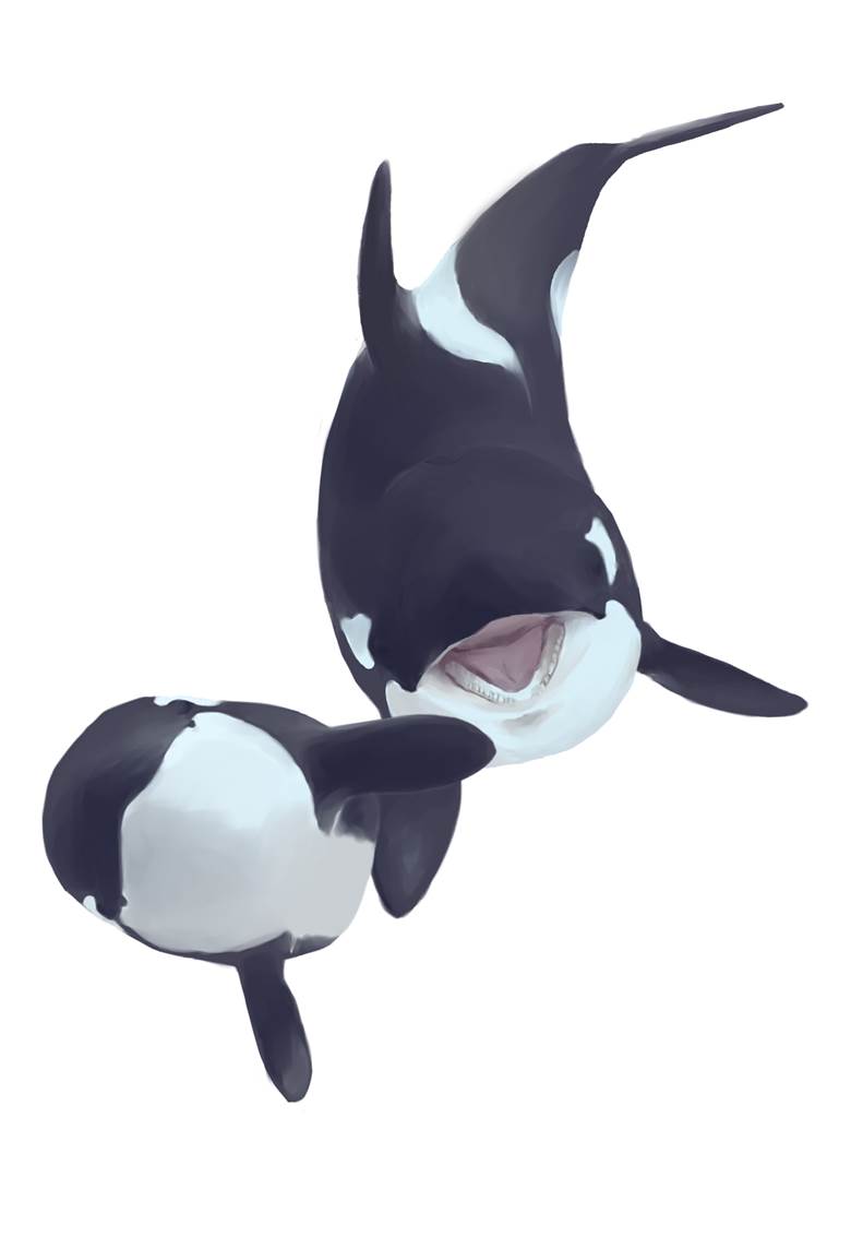 marine life, aquarium, orca, orca