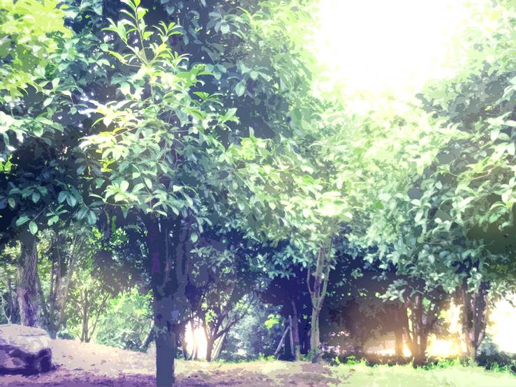 午后の光|苍辰的树木植物插画图片