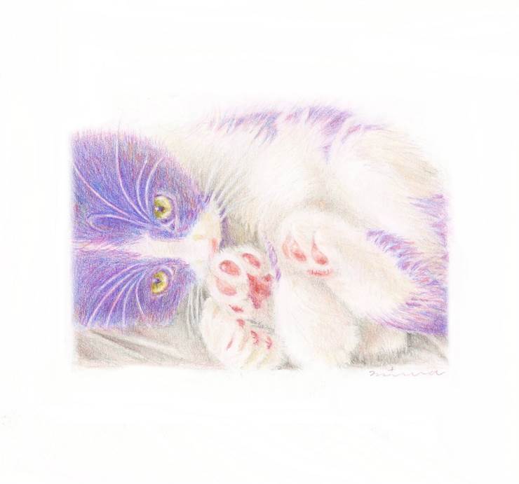 澳大利亚的桃子|插画师miwakasumi的猫类动物插画图片