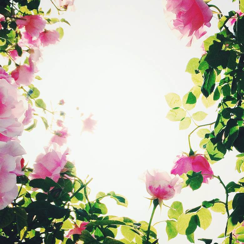 蔷薇写真フリー素材|ちきり的玫瑰花与少女插画图片
