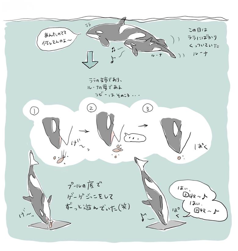 marine life, aquarium, orca, orca