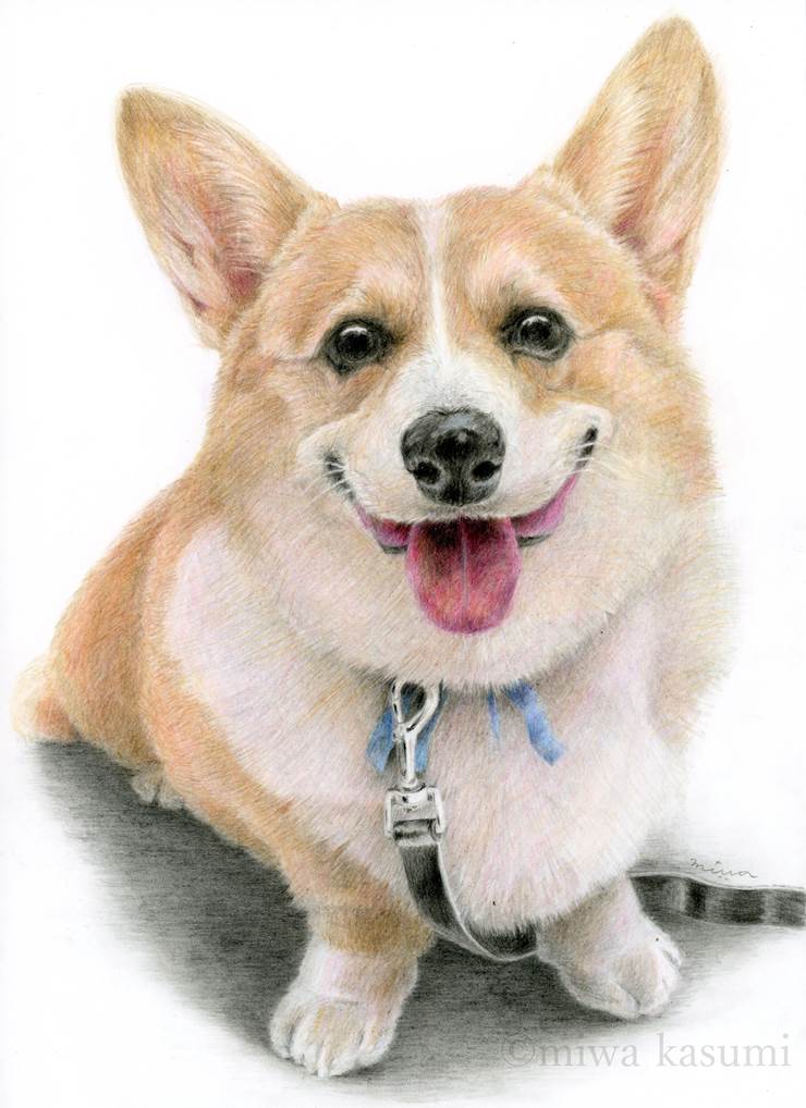 咕噜|插画师miwakasumi的狗类动物插画图片