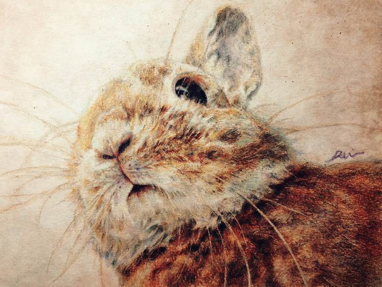 ネザーランドドワーフ|るい的小兔子动物插画图片