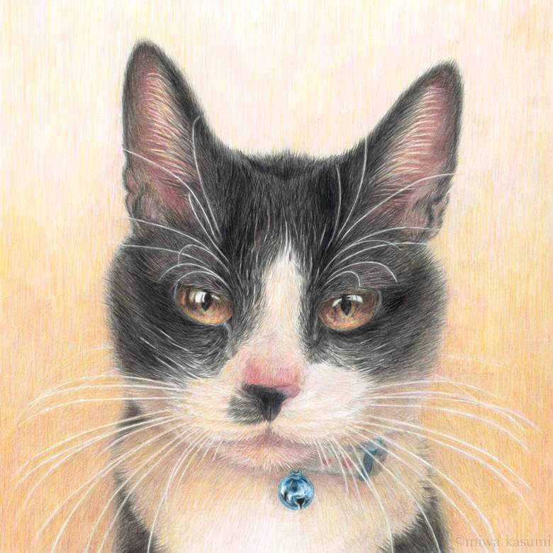 ハチワレ猫11歳|miwakasumi的黑猫动物插画图片