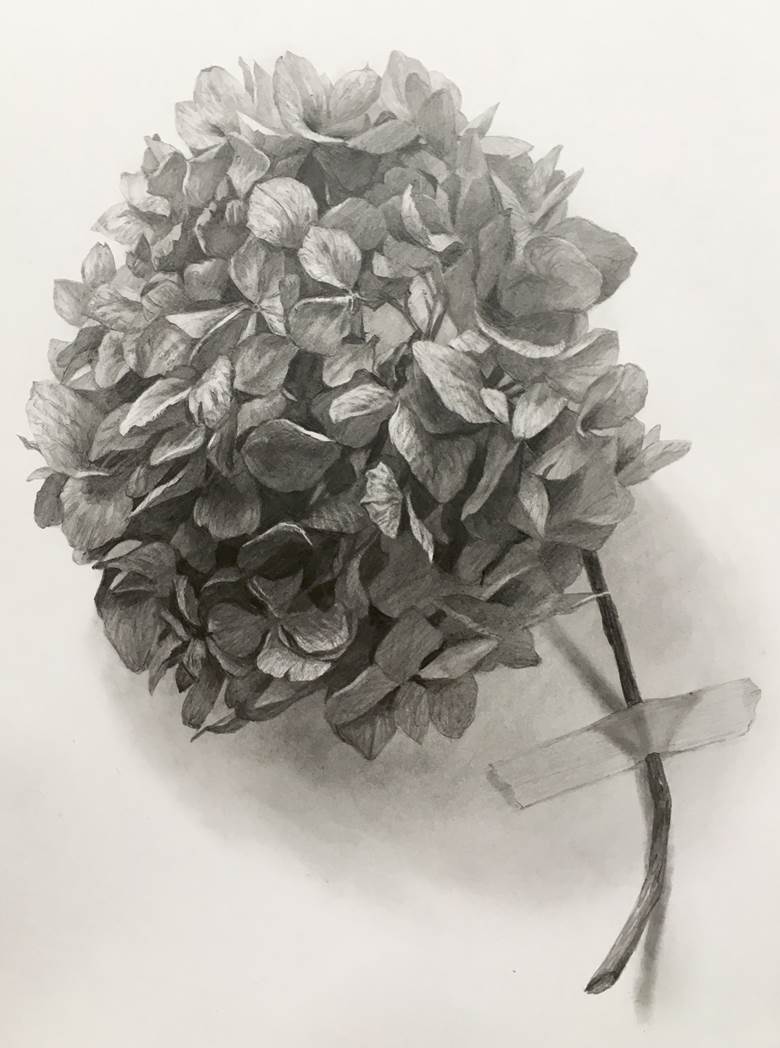 铅笔, 手绘, dessin, 紫阳花, flower, rainy season, dried flowers