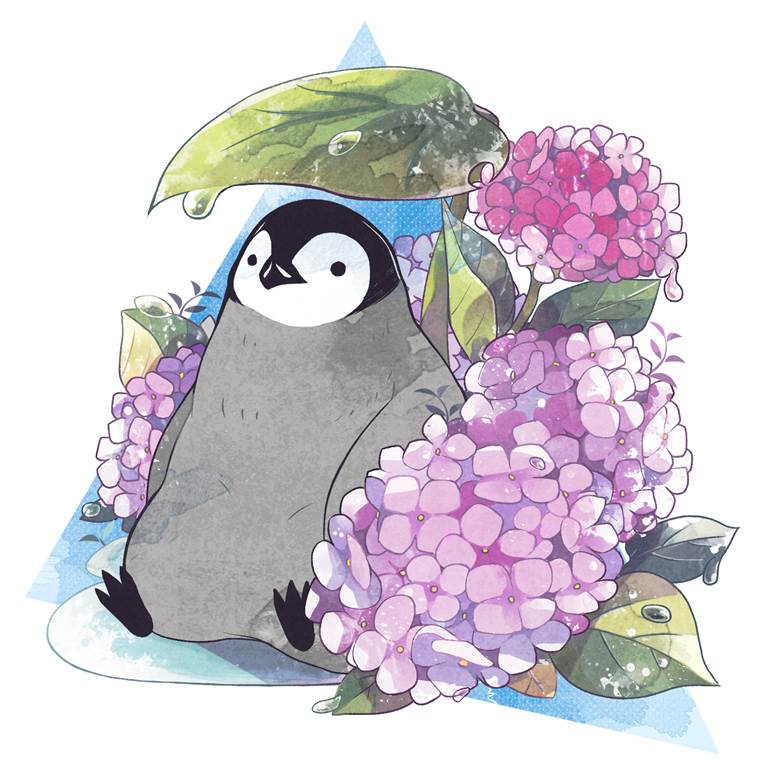 企鹅, 紫阳花