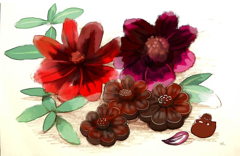 チョコレートコスモス|チャイ的Pixiv美食插画图片