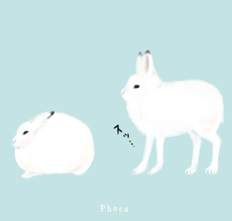 ホッキョクウサギ|Phoca的小兔子动物插画图片