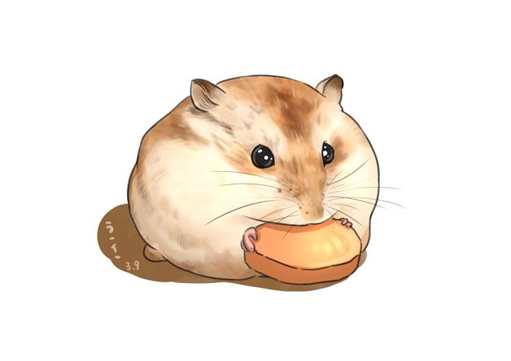 仓鼠,动物图片
