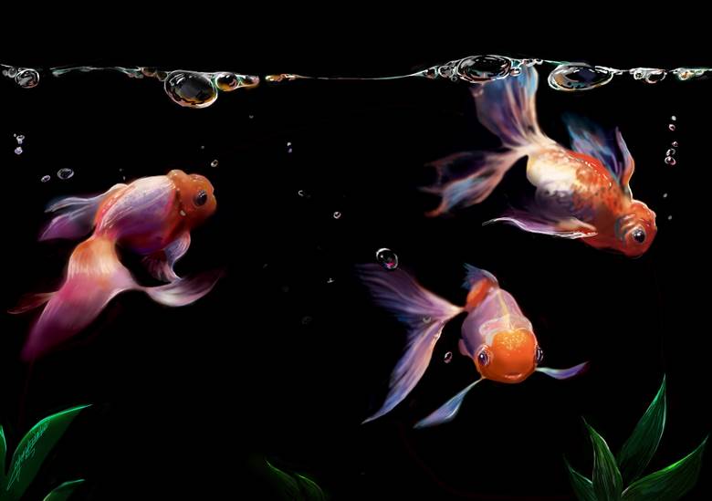 pet, water, 插画, 金鱼
