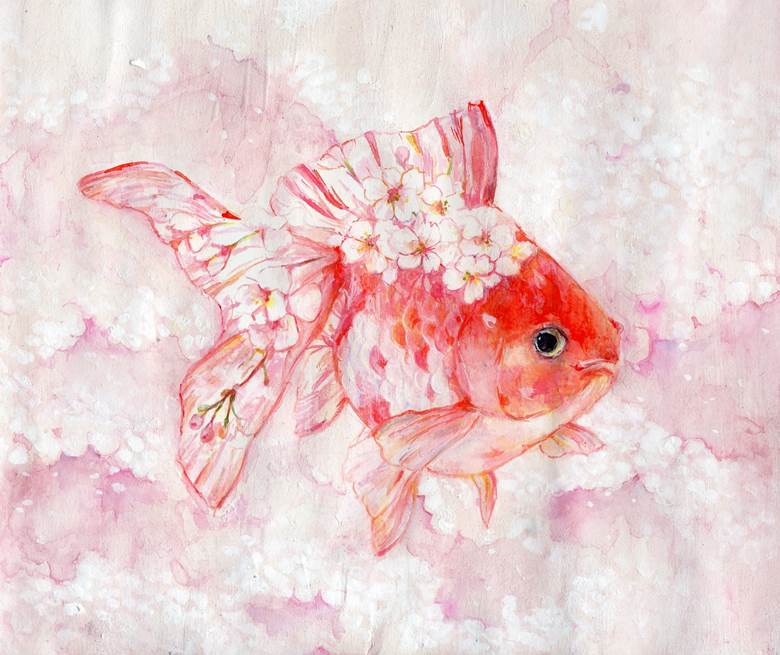 樱金鱼|小川ぴにょこ的Pixiv金鱼插画图片