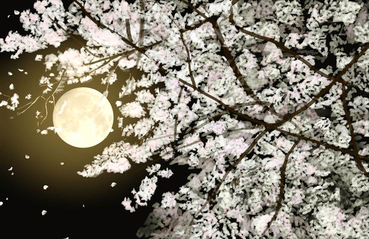 樱花景色|插画师狐まぐれ　（休止中）的夜樱插画图片