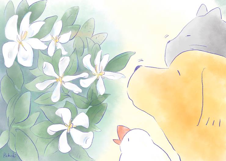 栀子花的气味|插画师パクチーペイント的狗类动物插画图片