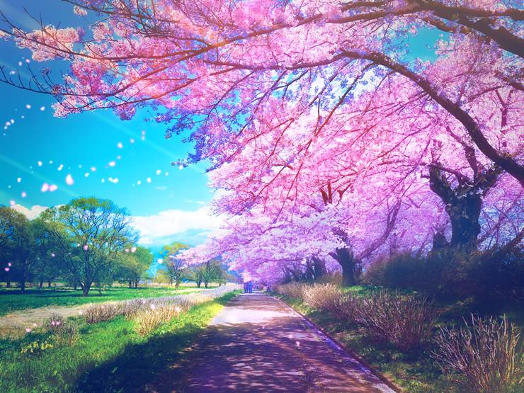 原创, background, 风景, 原创, 樱, spring, hanami, sky, hikaru, 蓝天