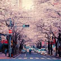 日本街道樱花风光4K插画