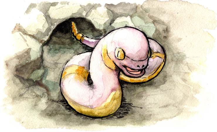 关都#23蛇宝可梦，阿柏蛇(アーボ)插画图片