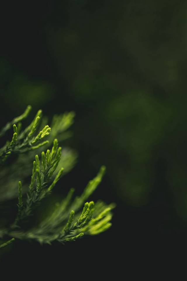 超养眼的翠绿植物美图3