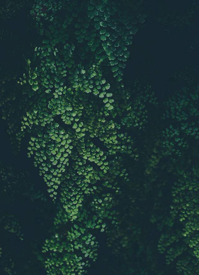超养眼的翠绿植物美图6