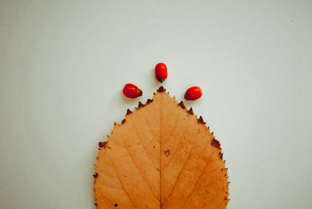 枯黄凋零的树叶唯美图片5